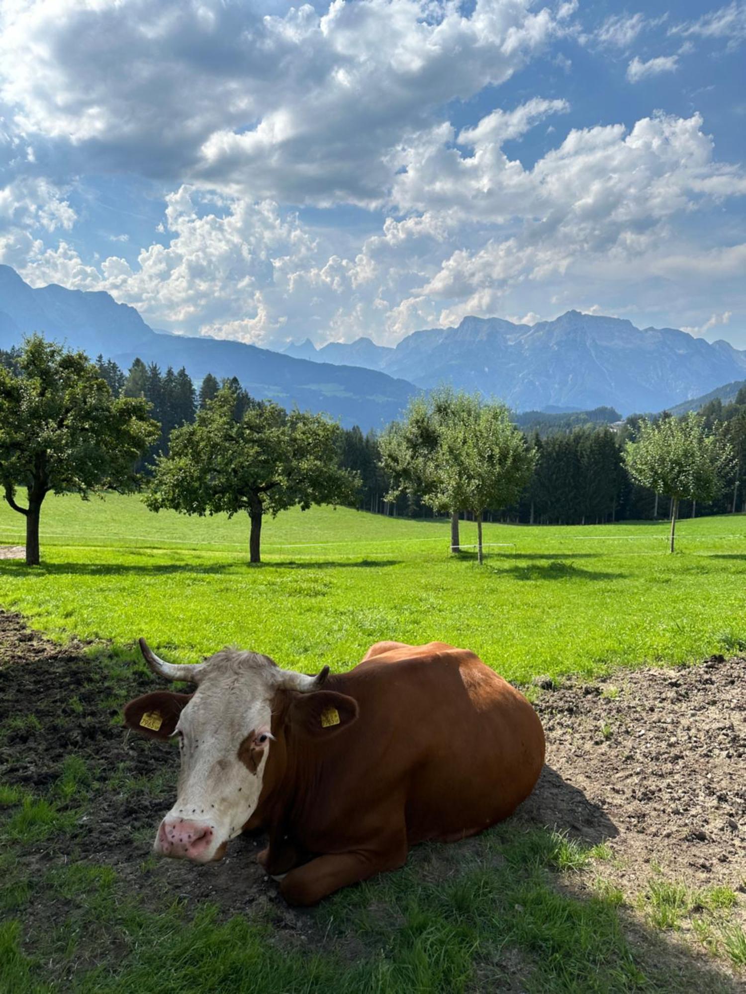 Frische Bergluft Und Laendlicher Charme - Ihr Aktiver Urlaub Am Muehlauhof Mühlbach am Hochkönig Exterior foto